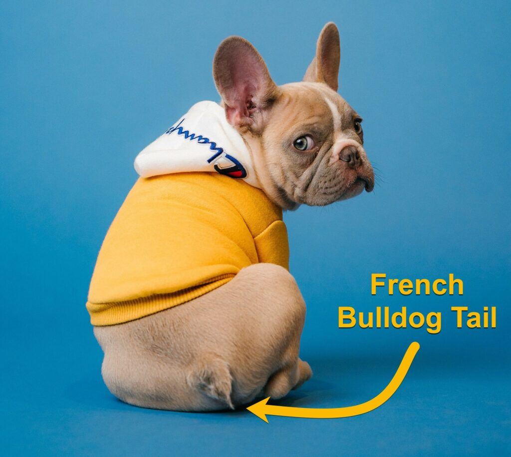 Are French Bulldog tails docked?