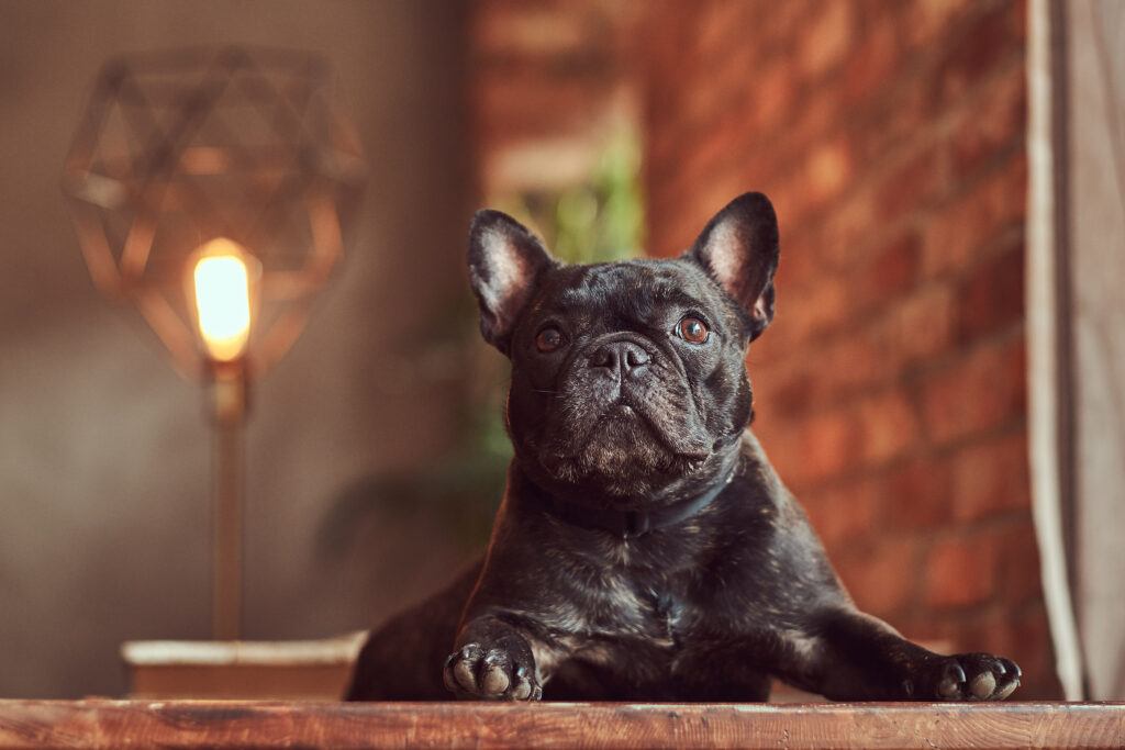 7 Essential Skin Care Tips for Your French Bulldog