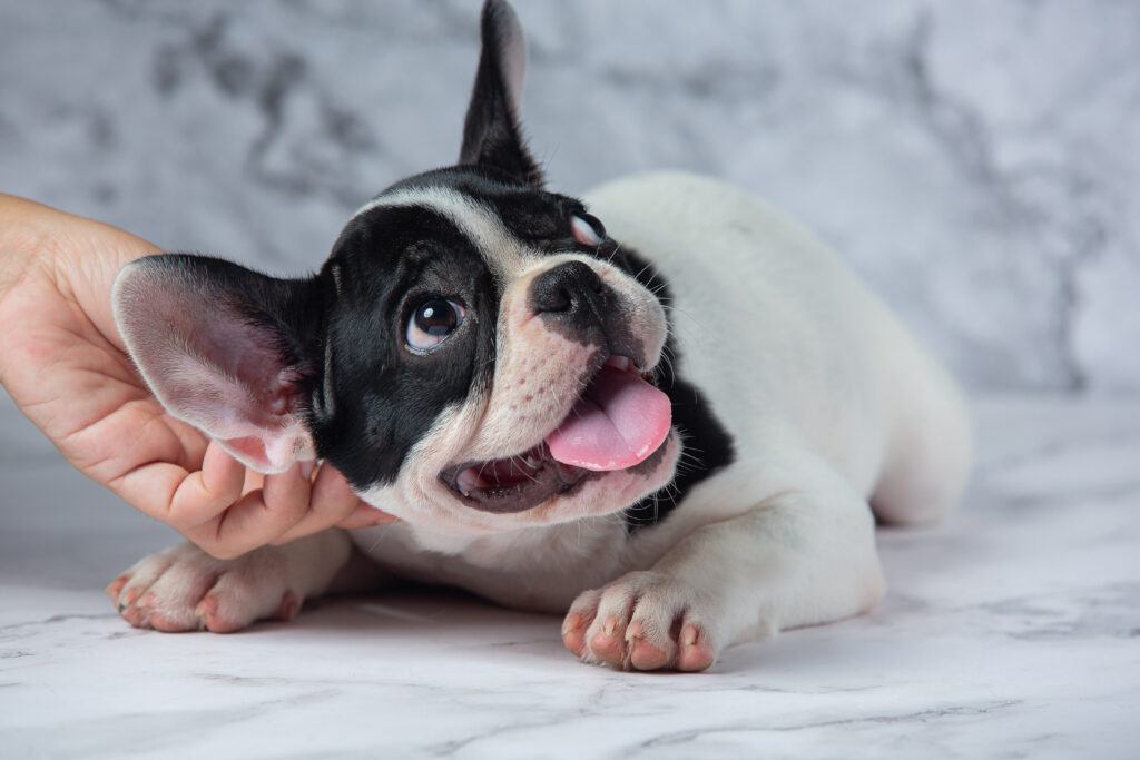 Dandruff In French Bulldogs: Causes, Treatment and Symptoms: