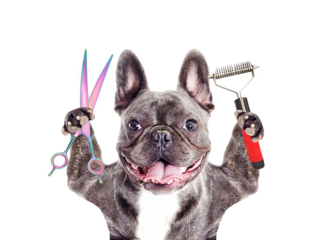 How To Reduce Shedding In French Bulldogs?