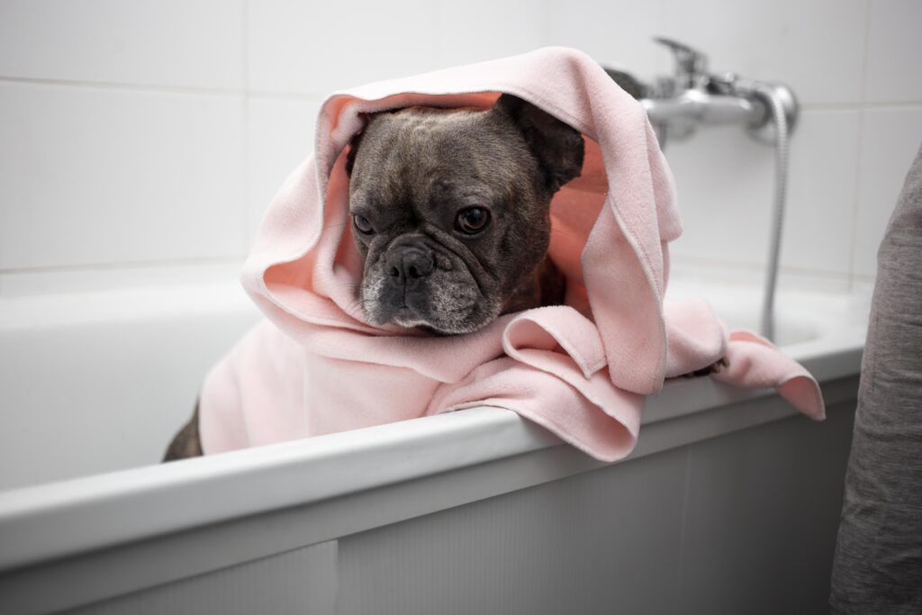 Frenchbulldog bathing