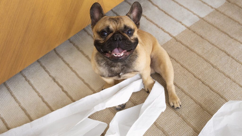 How often should you bathe a French Bulldog with allergies?